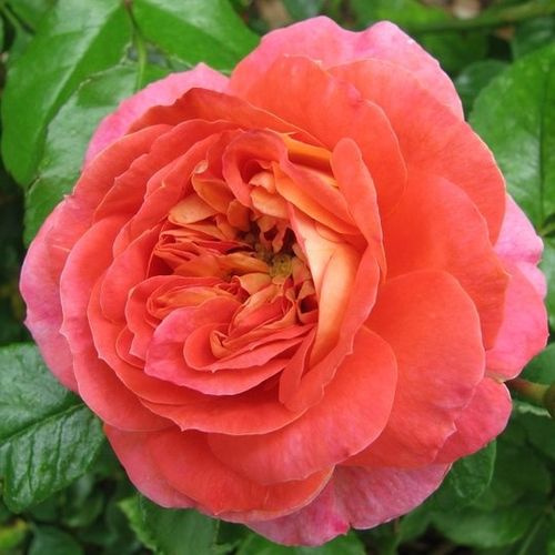 Gebrüder Grimm® floribunda roos